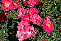 Flower Carpet Pink Supreme Rose (Rosa 'Flower Carpet Pink Supreme') at Carleton Place Nursery