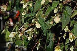 Million Kisses Honeymoon Begonia (Begonia 'Yamoon') at Carleton Place Nursery