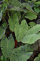 Elephant's Ear (Alocasia macrorrhizos) at Carleton Place Nursery