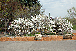 Royal Star Magnolia (Magnolia stellata 'Royal Star') at Carleton Place Nursery