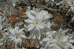 Royal Star Magnolia (Magnolia stellata 'Royal Star') at Carleton Place Nursery