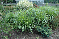 Silberfeder Maiden Grass (Miscanthus sinensis 'Silberfeder') at Carleton Place Nursery
