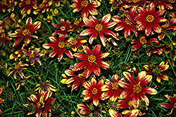 Route 66 Tickseed (Coreopsis verticillata 'Route 66') at Carleton Place Nursery