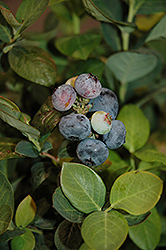 Peach Sorbet Blueberry (Vaccinium 'ZF06-043') at Carleton Place Nursery