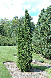 Degroot's Spire Arborvitae (Thuja occidentalis 'Degroot's Spire') at Carleton Place Nursery