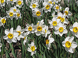 Flower Record Daffodil (Narcissus 'Flower Record') at Carleton Place Nursery