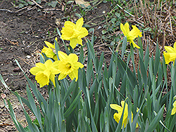 Dutch Master Daffodil (Narcissus 'Dutch Master') at Carleton Place Nursery