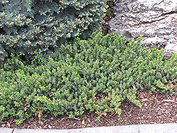 Dwarf Japanese Garden Juniper (Juniperus procumbens 'Nana') at Carleton Place Nursery