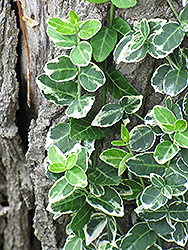 Emerald Gaiety Wintercreeper (Euonymus fortunei 'Emerald Gaiety') at Carleton Place Nursery