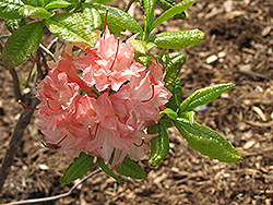 Cannon's Double Azalea (Rhododendron 'Cannon's Double') at Carleton Place Nursery
