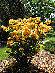 Golden Lights Azalea (Rhododendron 'Golden Lights') at Carleton Place Nursery