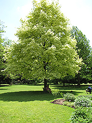 Harlequin Norway Maple (Acer platanoides 'Drummondii') at Carleton Place Nursery