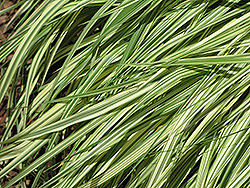 Variegated Moor Grass (Molinia caerulea 'Variegata') at Carleton Place Nursery