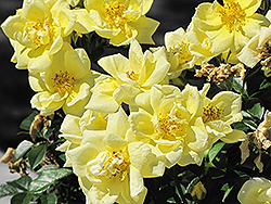 Flower Carpet Yellow Rose (Rosa 'Flower Carpet Yellow') at Carleton Place Nursery