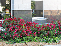 Flower Carpet Red Rose (Rosa 'Flower Carpet Red') at Carleton Place Nursery