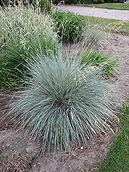 Blue Oat Grass (Helictotrichon sempervirens) at Carleton Place Nursery
