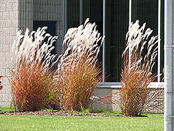 Flame Grass (Miscanthus sinensis 'Purpurascens') at Carleton Place Nursery