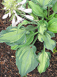 Lakeside Paisley Print Hosta (Hosta 'Lakeside Paisley Print') at Carleton Place Nursery