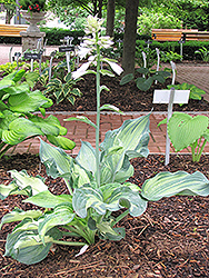 Lakeside Paisley Print Hosta (Hosta 'Lakeside Paisley Print') at Carleton Place Nursery