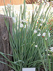 Paperwhites (Narcissus papyraceus) at Carleton Place Nursery