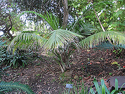 Majesty Palm (Ravenea rivularis) at Carleton Place Nursery