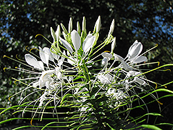 Helen Campbell Spiderflower (Cleome hassleriana 'Helen Campbell') at Carleton Place Nursery