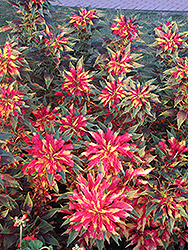 Summer Poinsettia (Amaranthus tricolor) at Carleton Place Nursery