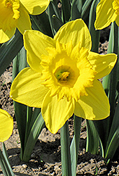 King Alfred Daffodil (Narcissus 'King Alfred') at Carleton Place Nursery