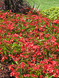 Dragon Wing Red Begonia (Begonia 'Dragon Wing Red') at Carleton Place Nursery