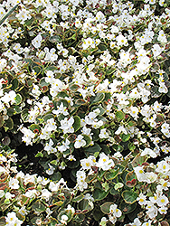 Bada Boom White Begonia (Begonia 'Bada Boom White') at Carleton Place Nursery