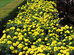 Inca Yellow Marigold (Tagetes erecta 'Inca Yellow') at Carleton Place Nursery