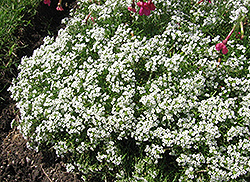 Wonderland White Alyssum (Lobularia maritima 'Wonderland White') at Carleton Place Nursery