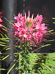 Rose Queen Spiderflower (Cleome hassleriana 'Rose Queen') at Carleton Place Nursery
