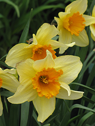 Fortune Daffodil (Narcissus 'Fortune') at Carleton Place Nursery