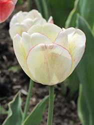 Shirley Tulip (Tulipa 'Shirley') at Carleton Place Nursery