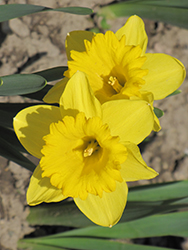 Dutch Master Daffodil (Narcissus 'Dutch Master') at Carleton Place Nursery