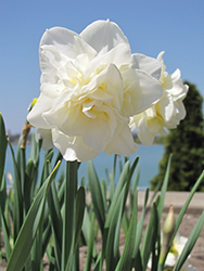 White Lion Daffodil (Narcissus 'White Lion') at Carleton Place Nursery