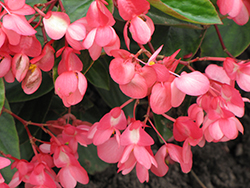 Dragon Wing Pink Begonia (Begonia 'Dragon Wing Pink') at Carleton Place Nursery