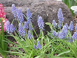 Blue Spike Grape Hyacinth (Muscari armeniacum 'Blue Spike') at Carleton Place Nursery