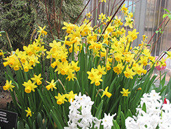 Tete a Tete Daffodil (Narcissus 'Tete a Tete') at Carleton Place Nursery