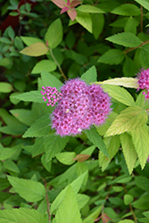 Double Play Candy Corn Spirea (Spiraea japonica 'NCSX1') at Carleton Place Nursery