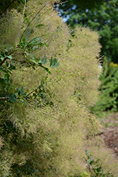 Young Lady Smokebush (Cotinus coggygria 'Young Lady') at Carleton Place Nursery