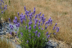 Hidcote Superior Lavender (Lavandula angustifolia 'Hidcote Superior') at Carleton Place Nursery