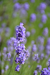 Hidcote Blue Lavender (Lavandula angustifolia 'Hidcote Blue') at Carleton Place Nursery