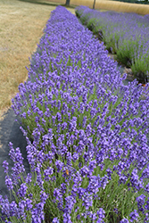 Hidcote Lavender (Lavandula angustifolia 'Hidcote') at Carleton Place Nursery
