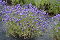 Hidcote Lavender (Lavandula angustifolia 'Hidcote') at Carleton Place Nursery
