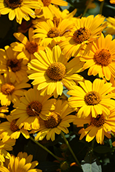 Tuscan Sun False Sunflower (Heliopsis helianthoides 'Tuscan Sun') at Carleton Place Nursery