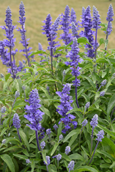 Victoria Blue Salvia (Salvia farinacea 'Victoria Blue') at Carleton Place Nursery