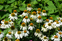 PowWow White Coneflower (Echinacea purpurea 'PowWow White') at Carleton Place Nursery