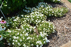 Rapido White Bellflower (Campanula carpatica 'Rapido White') at Carleton Place Nursery